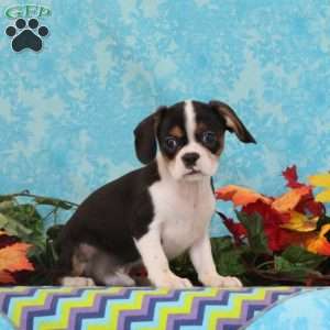 Chocolate, Boston Terrier Mix Puppy